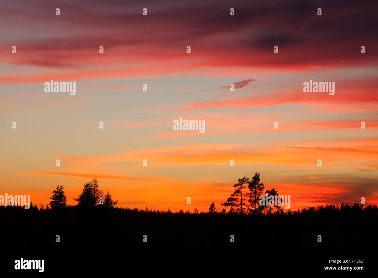 Tree silhouette and beautiful sunset clouds Stock Photo - Alamy