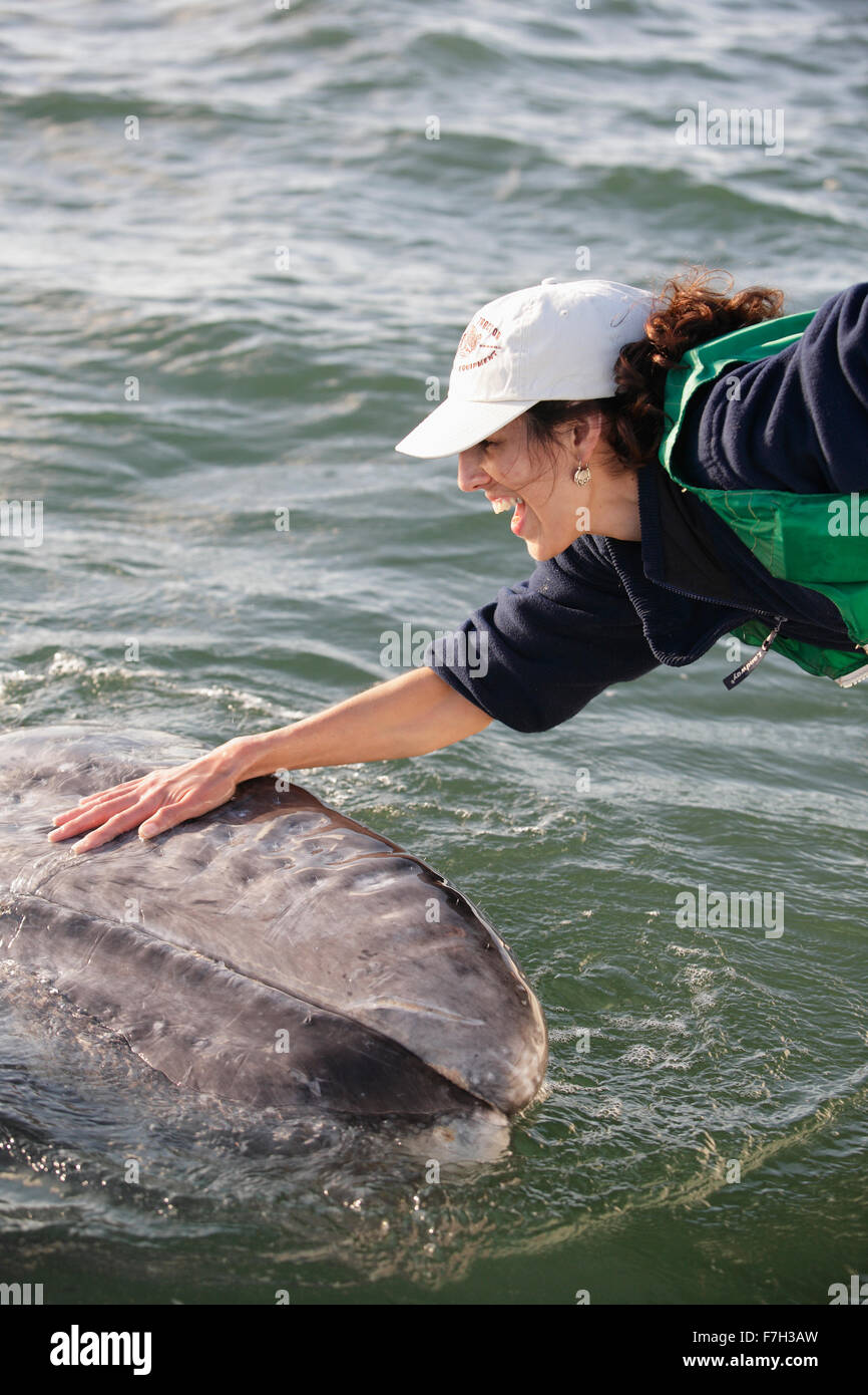 pr5124-D. Gray Whale (Eschrichtius robustus). Friendly calf approaches boat and makes contact with happy tourist, model released Stock Photo