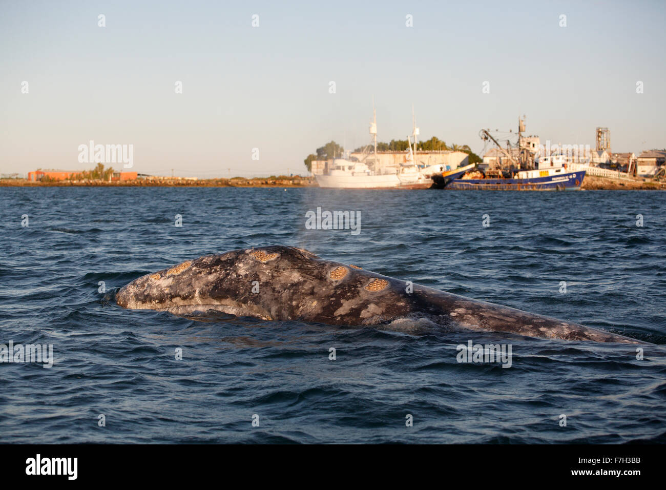pr5141-D. Gray Whale (Eschrichtius robustus) at sunset, in front of fishing boats at commercial pier, Puerto Lopez Mateos. Baja Stock Photo