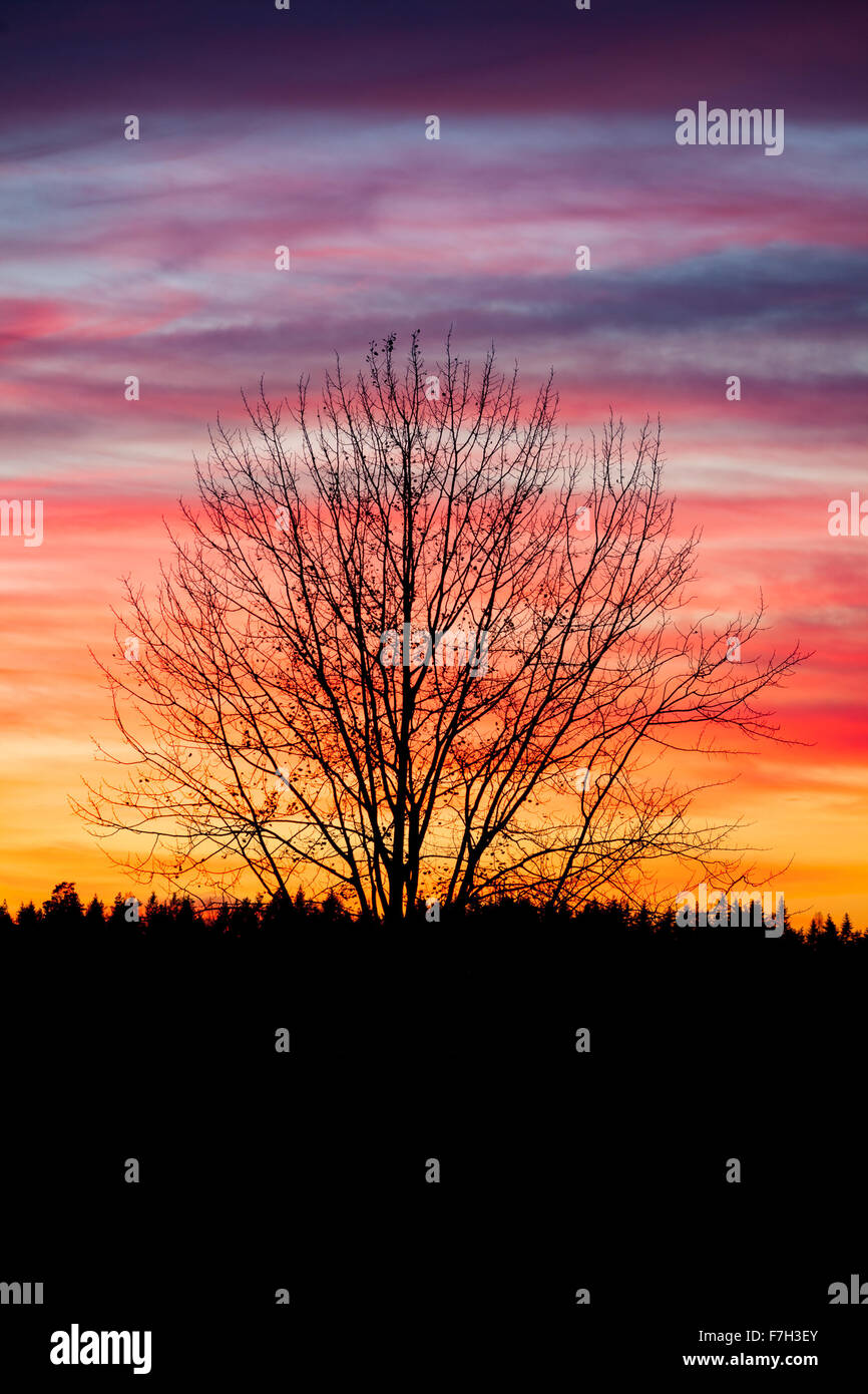 Tree silhouette and beautiful sunset clouds Stock Photo - Alamy