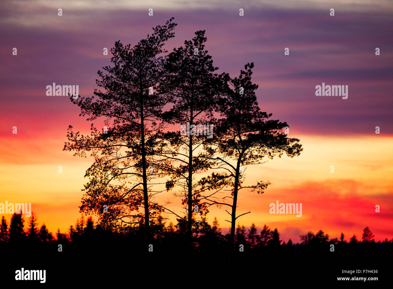 Tree silhouette and beautiful sunset clouds Stock Photo - Alamy