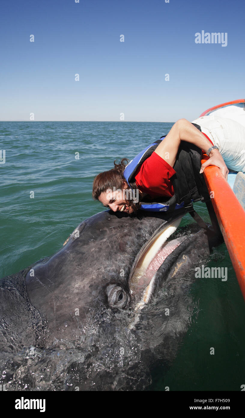 pr7123-D. Gray Whale (Eschrichtius robustus). Friendly calf approaches boat and makes contact with lucky tourist, model released Stock Photo