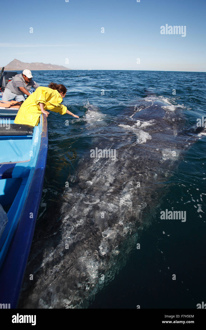 pr7212-D. Gray Whale (Eschrichtius robustus). 40-foot-long adult upside down, seemingly playing with the boat- and lucky tourist Stock Photo