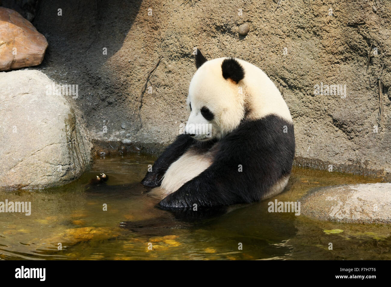 Giant panda sitting in water Stock Photo - Alamy