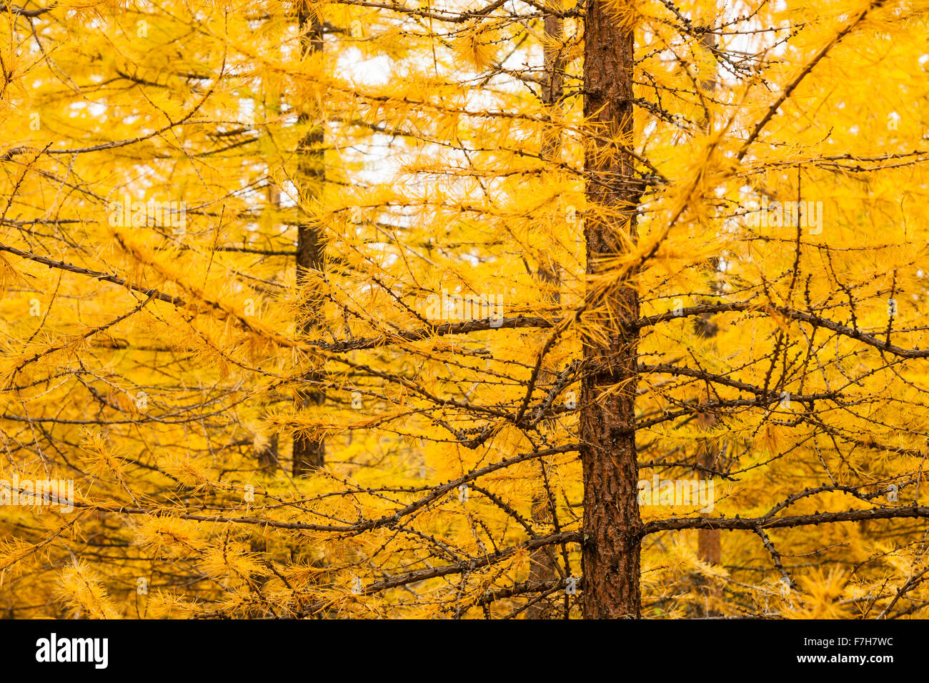 Autumn yellow larch tree Stock Photo Alamy
