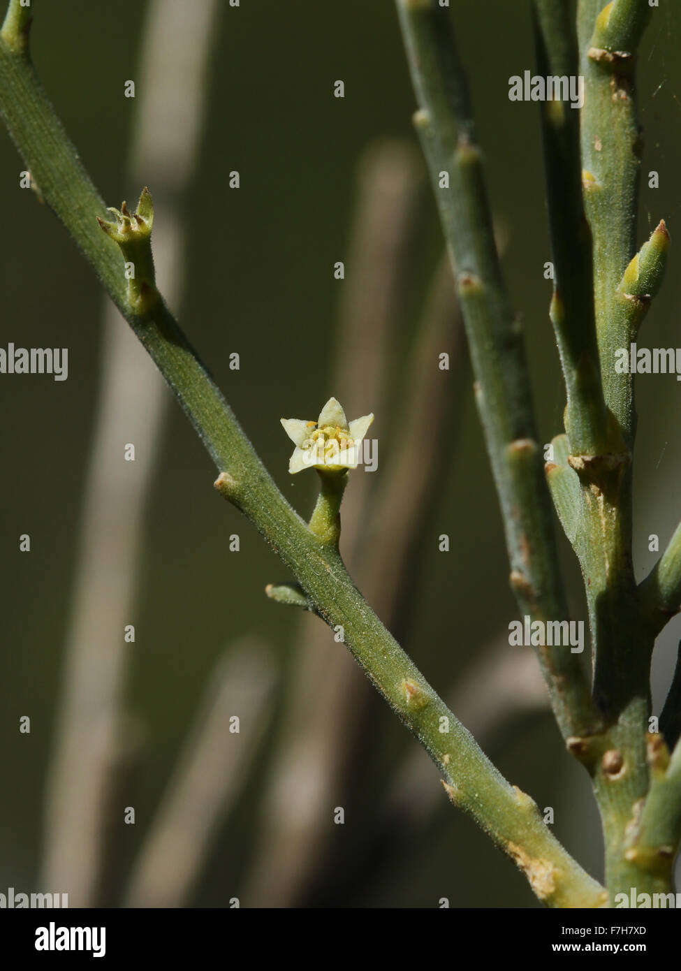 Flowerig branch of Kunkeliella retamoides Stock Photo
