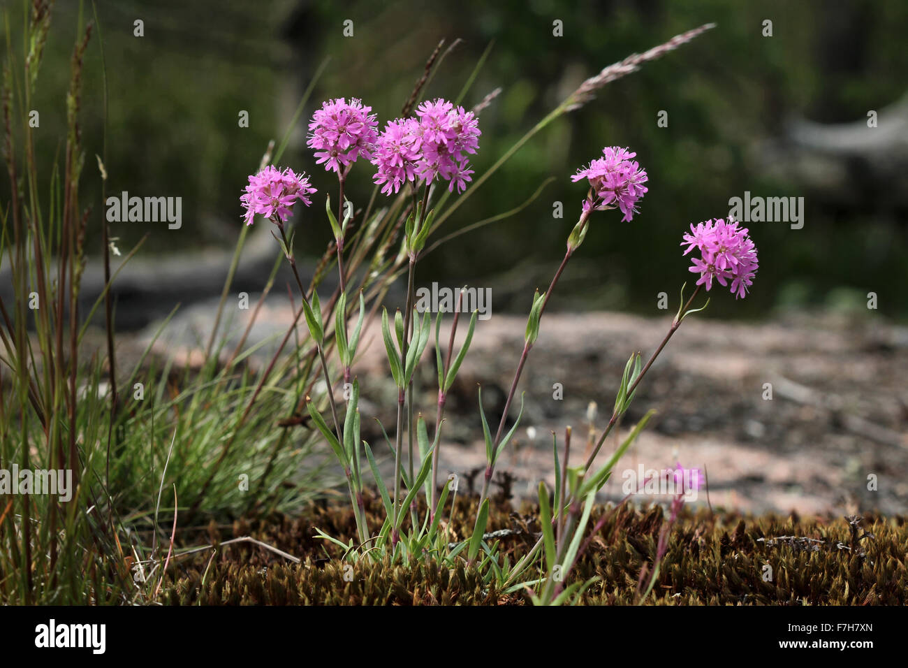 Flowering Alpine catchfly (Silene suecica = Viscaria alpina) Stock Photo