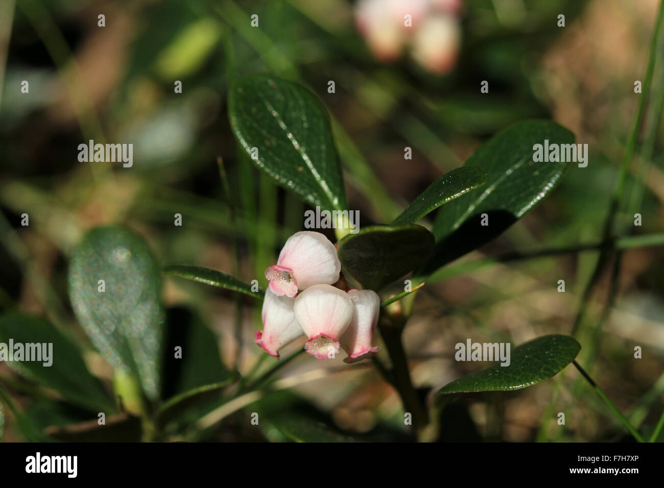 Flowering shoot of bearberry (Arctostaphylos uva-ursi) Stock Photo