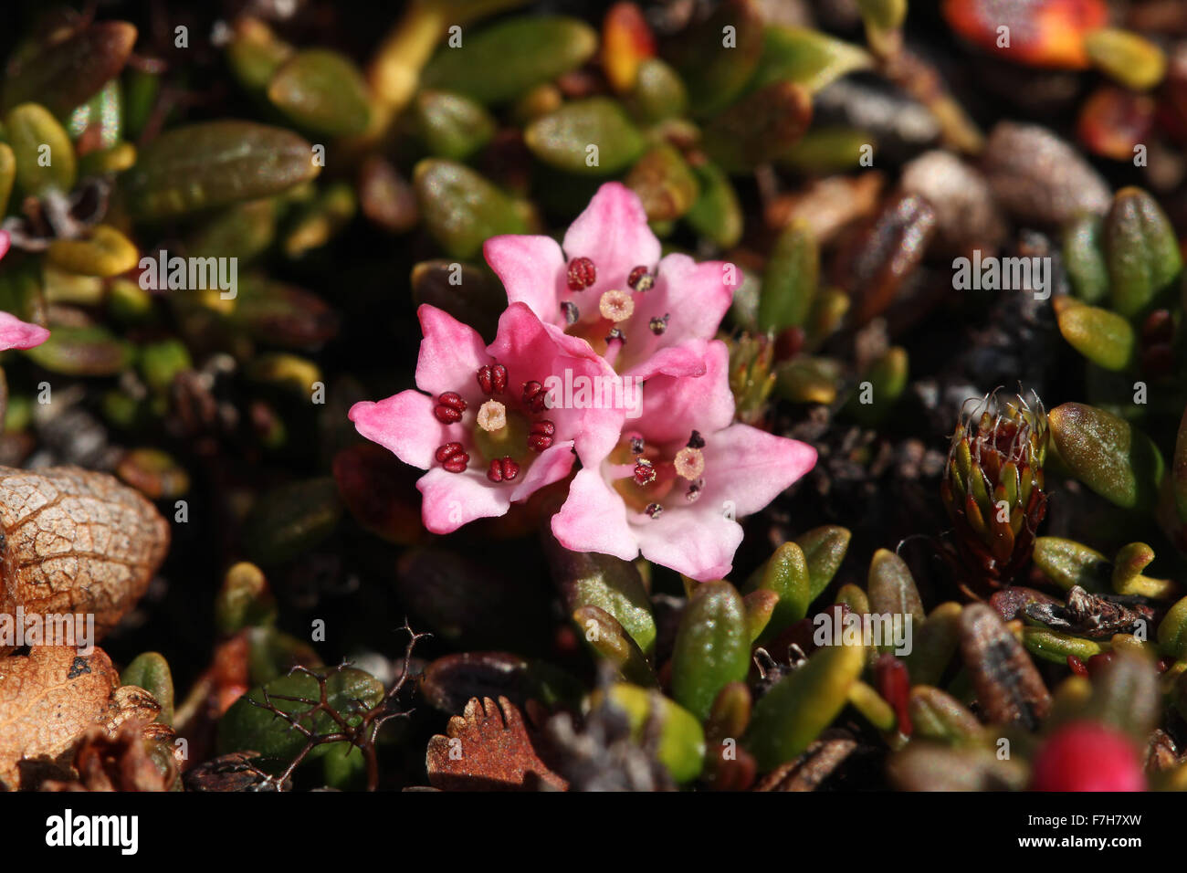 Flowers of Alpine azalea (Kalmia (= Loiseleuria) procumbens) Stock Photo