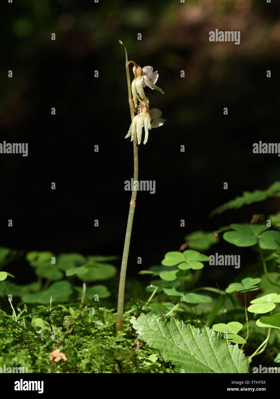 Flowering ghost orchid (Epipogium aphyllum) in mixed forest in Karkkila, Finland Stock Photo