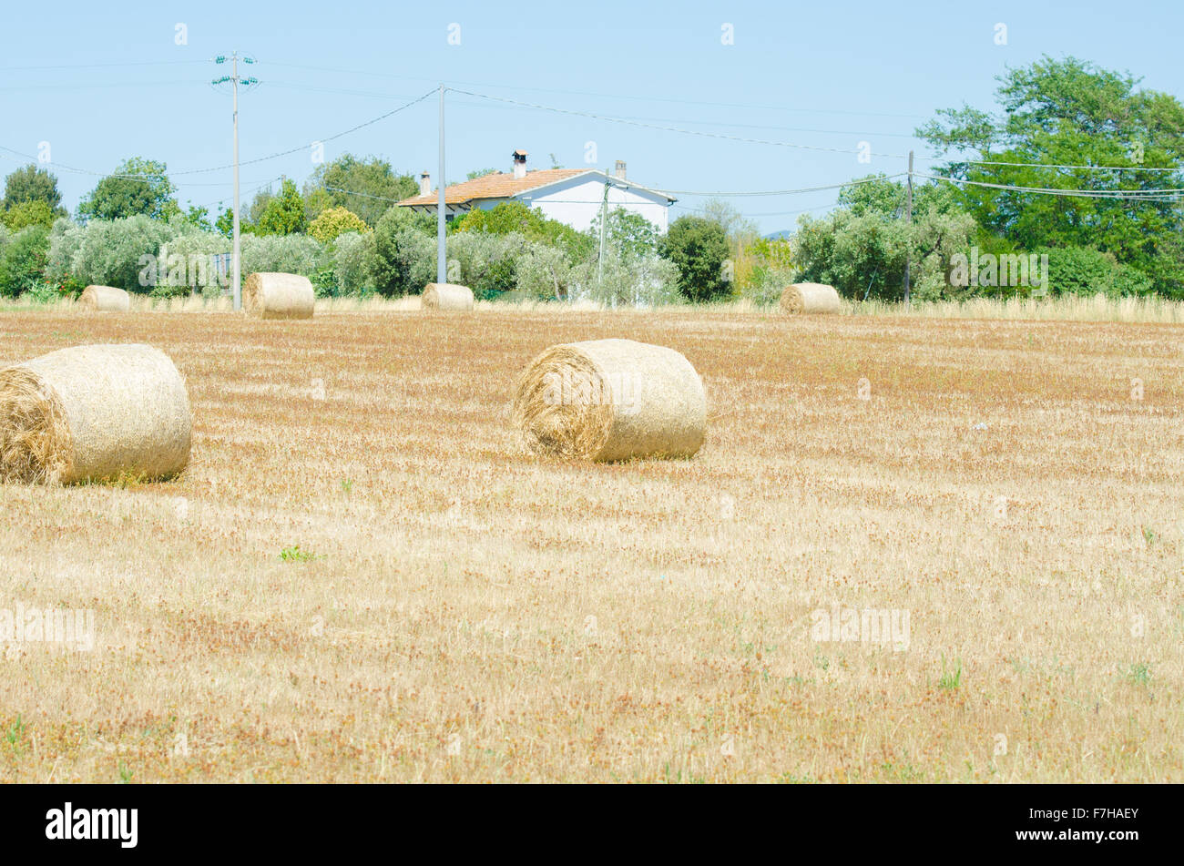 Field with rolls of hay on summer day Stock Photo - Alamy