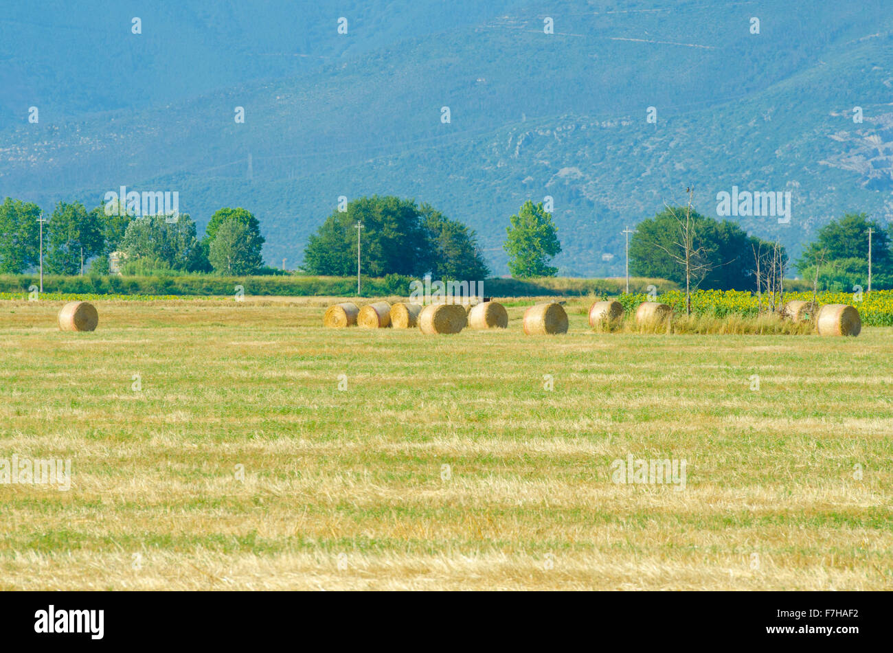 Field with rolls of hay on summer day Stock Photo - Alamy