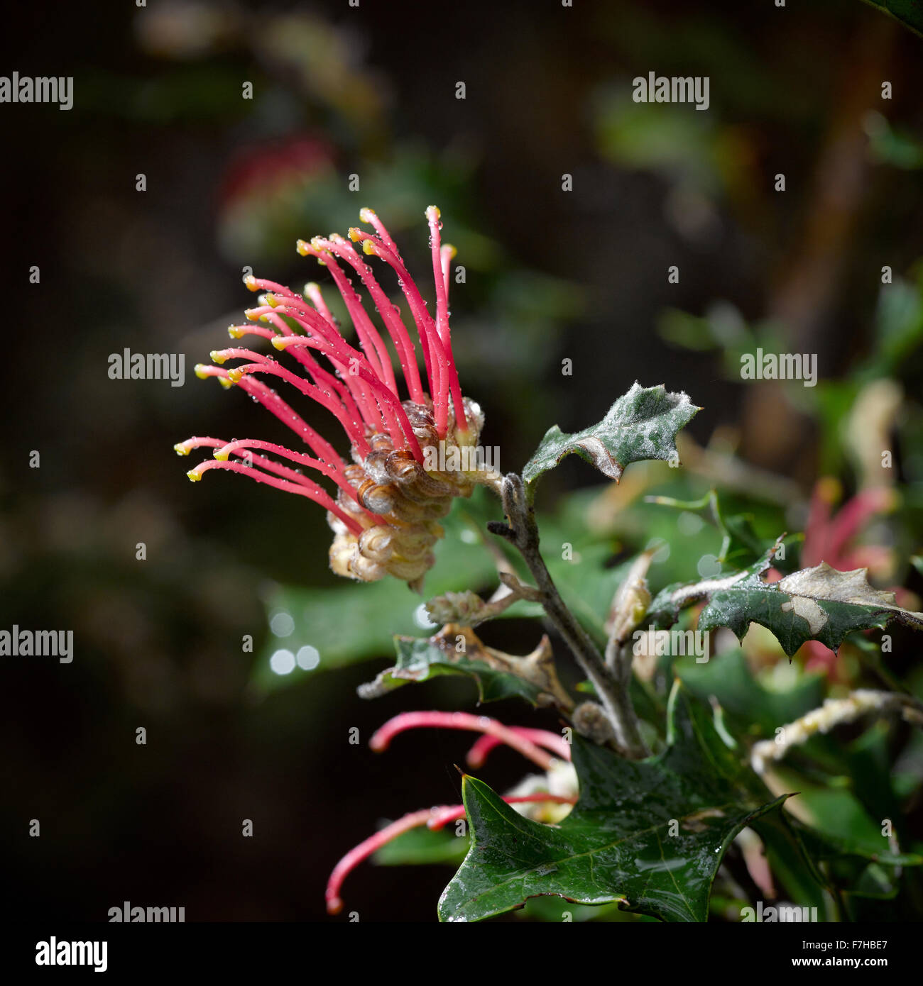 Grevillea aquifolium or Holy Leafed Grevillea, growing in the Grampians Region of Victoria. Stock Photo