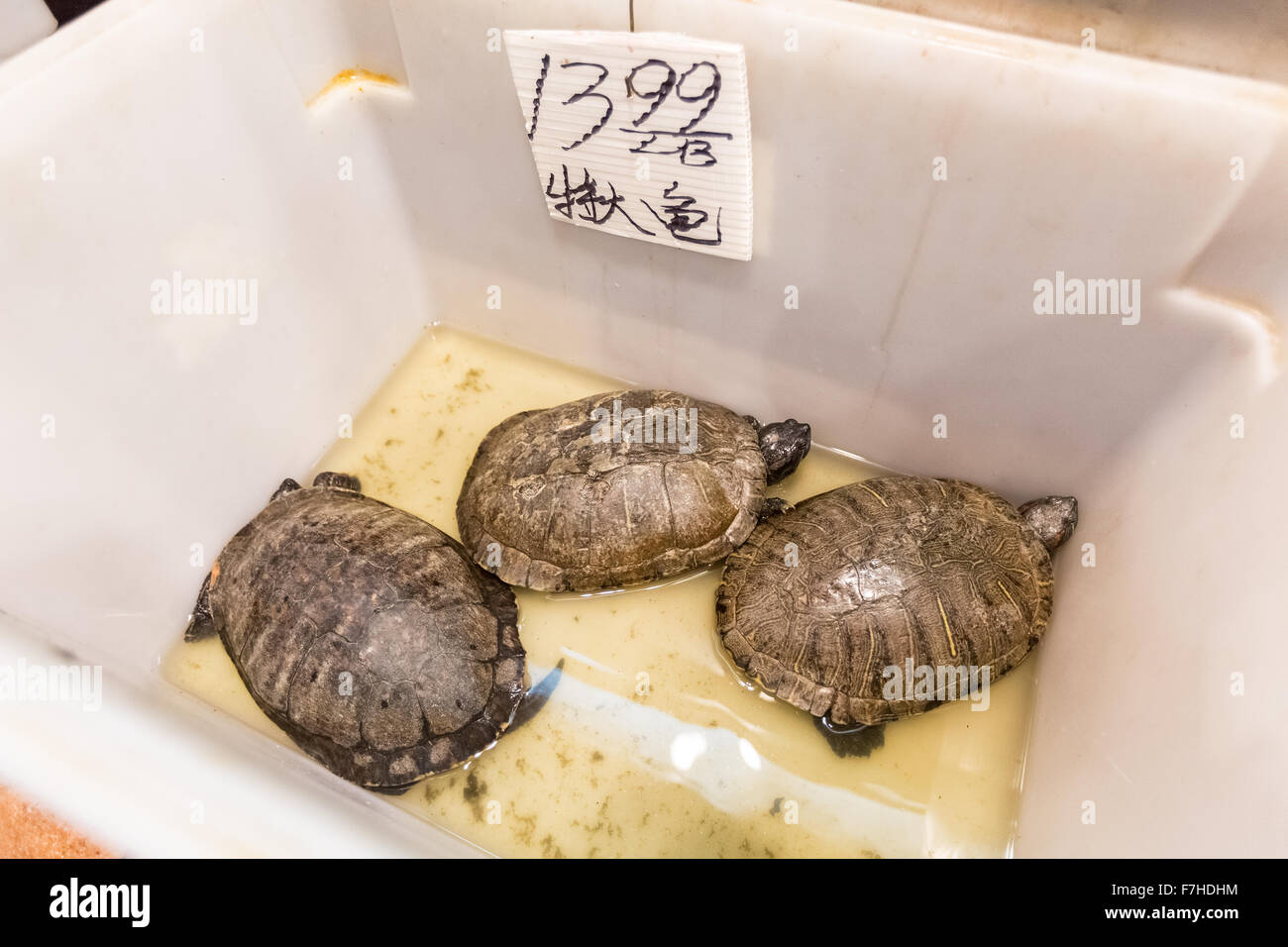 Turtles sold for food at Chinatown, San Francisco, California, United