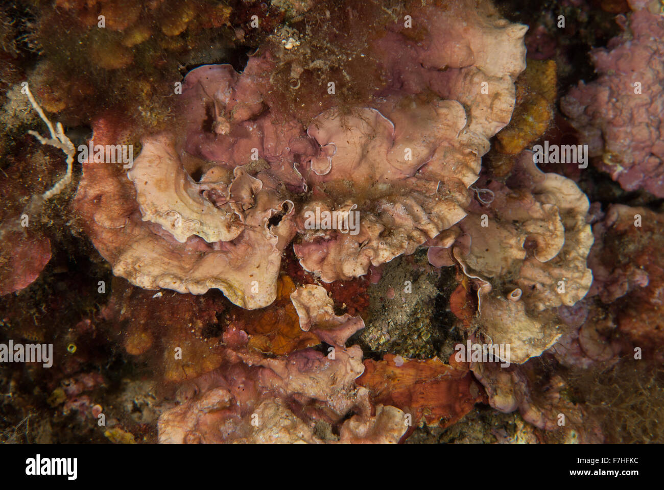Red alga Mesophyllum lichenoides, Hapalidiaceae, Tor Paterno marine protected area, Rome, Lazio, Italy, Mediterranean Sea Stock Photo