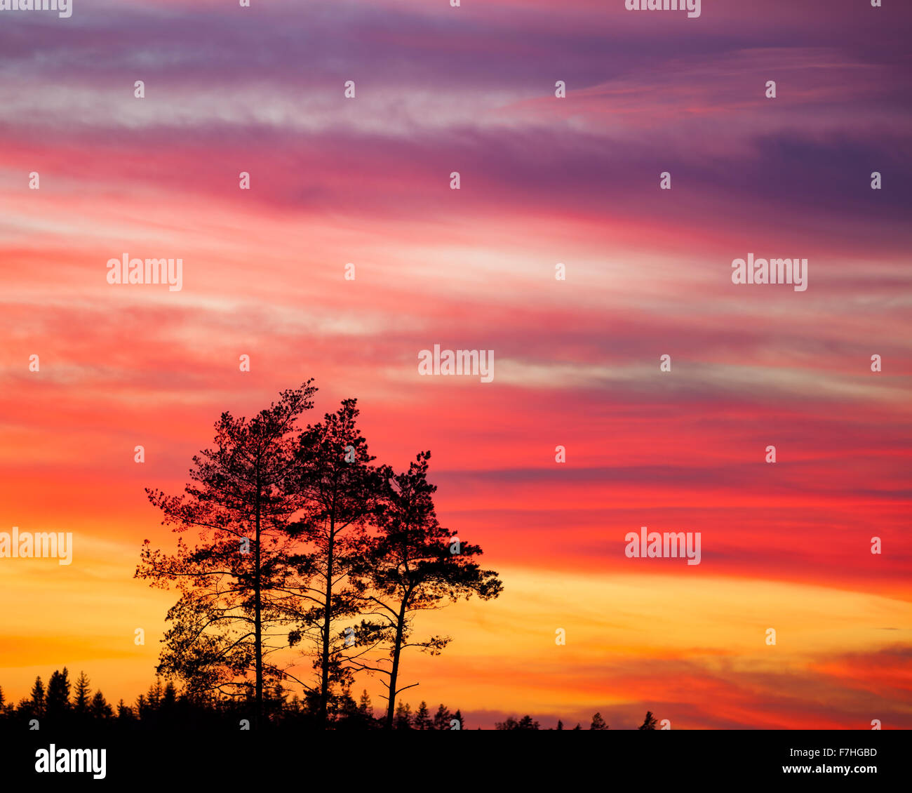 Tree silhouette and beautiful sunset clouds Stock Photo - Alamy
