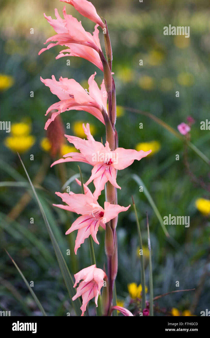Gladiolus flower. Stock Photo