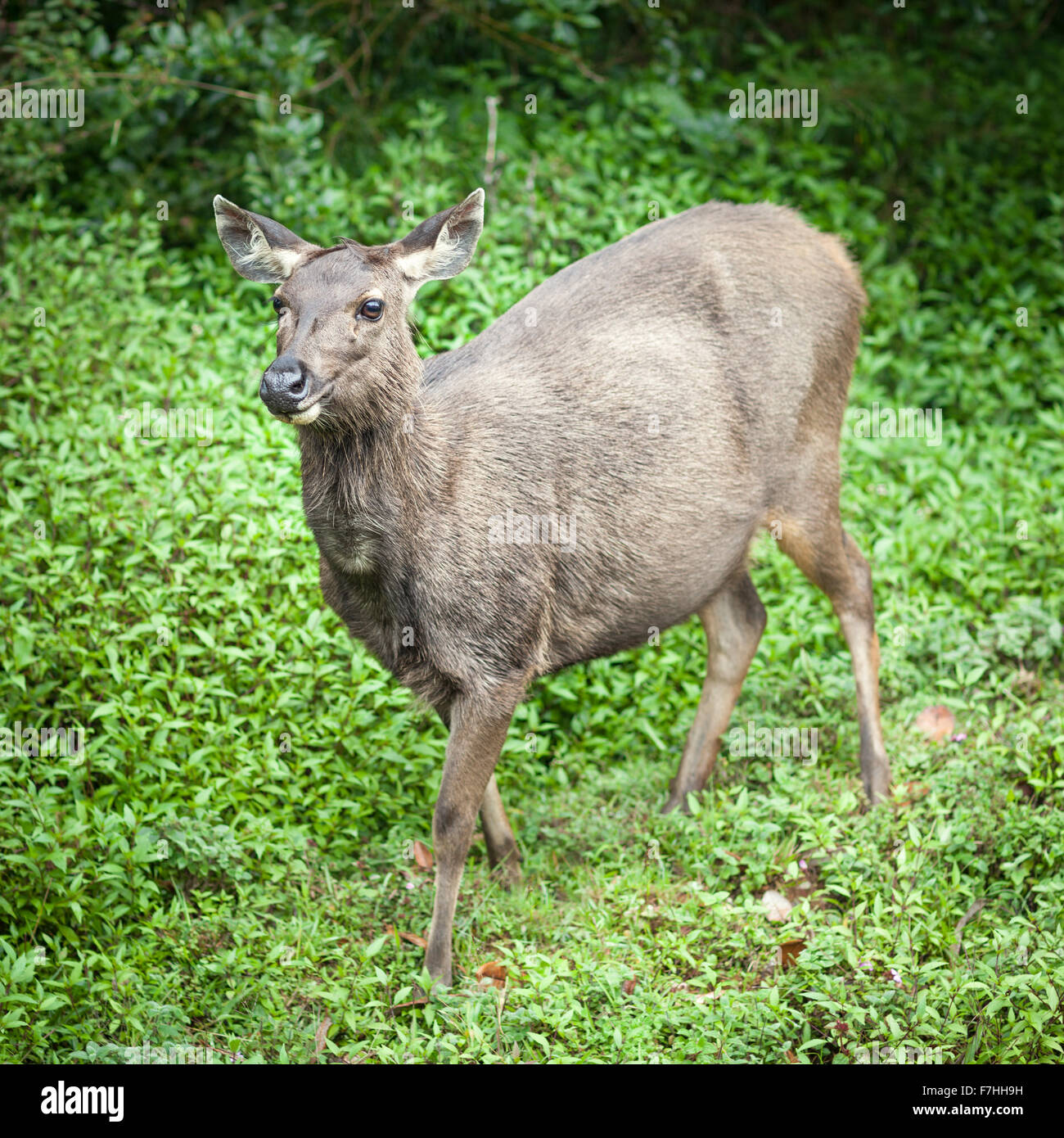 Female of the Sri Lankan sambar deer Stock Photo