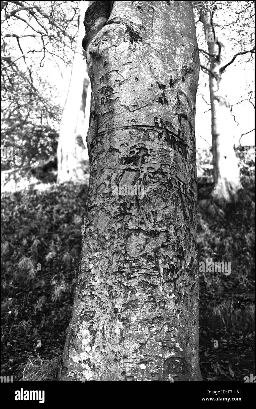 Common beech fagus sylvatica uk tree Black and White Stock Photos ...