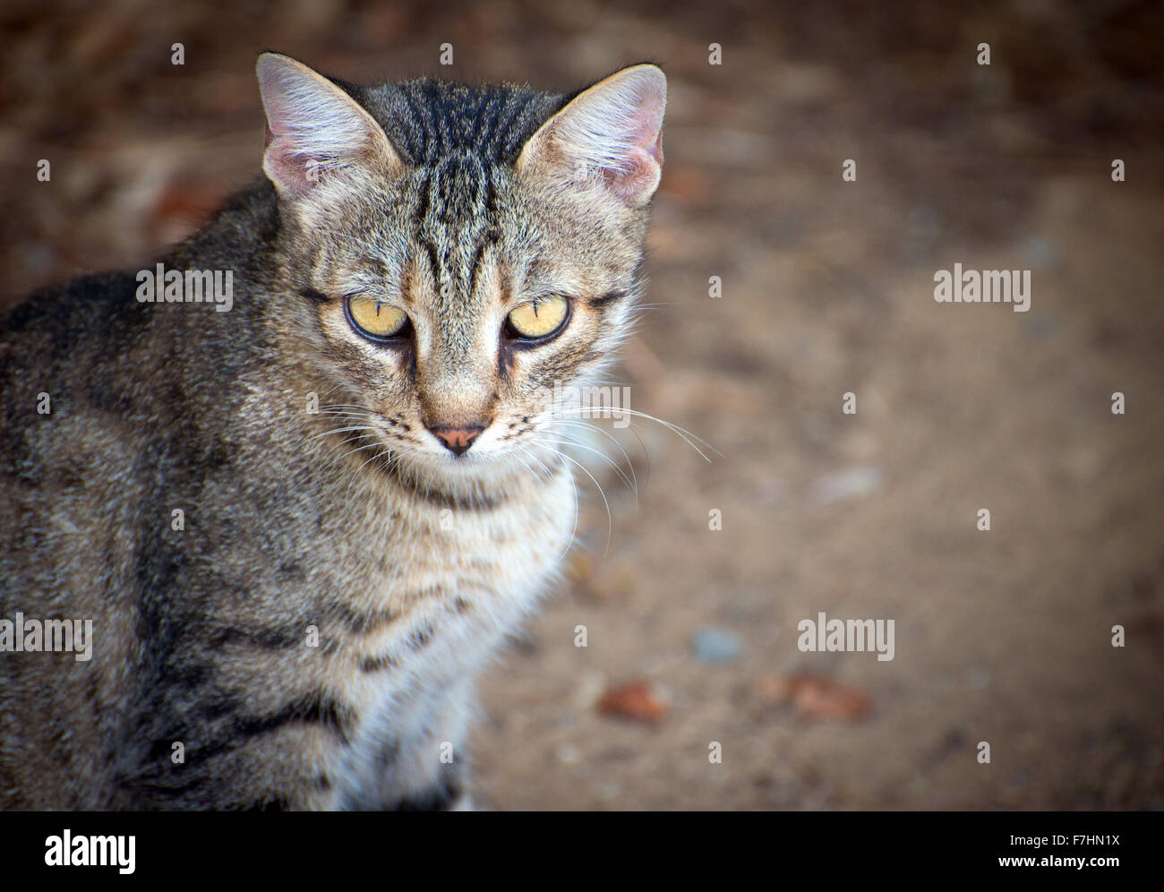 Portrait of dirty stray feral cat outdoors. Stock Photo