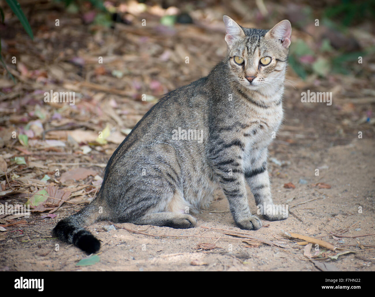 Portrait of dirty stray feral cat outdoors Stock Photo Alamy