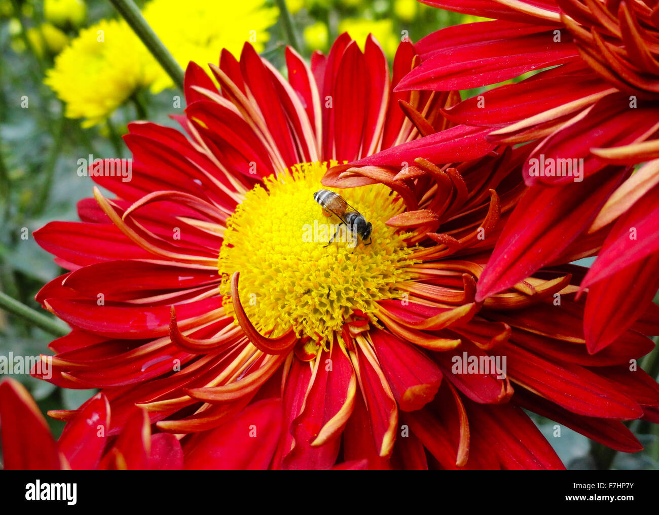 Bee on Red Gebera, Daisy Flower in the Garden Stock Photo