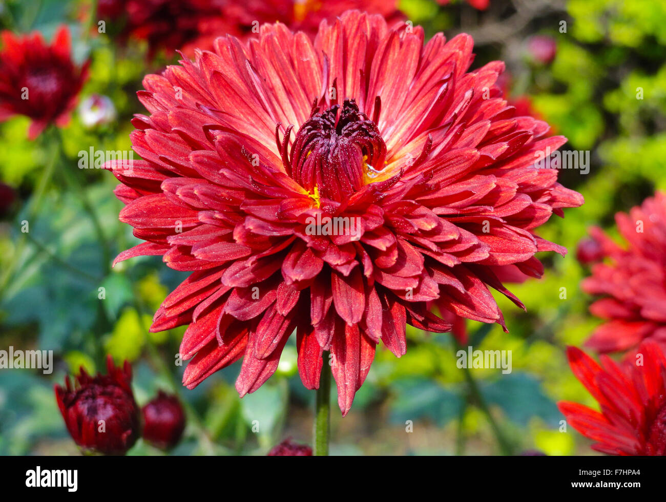 Red Gebera, Daisy Flower in the Garden Stock Photo