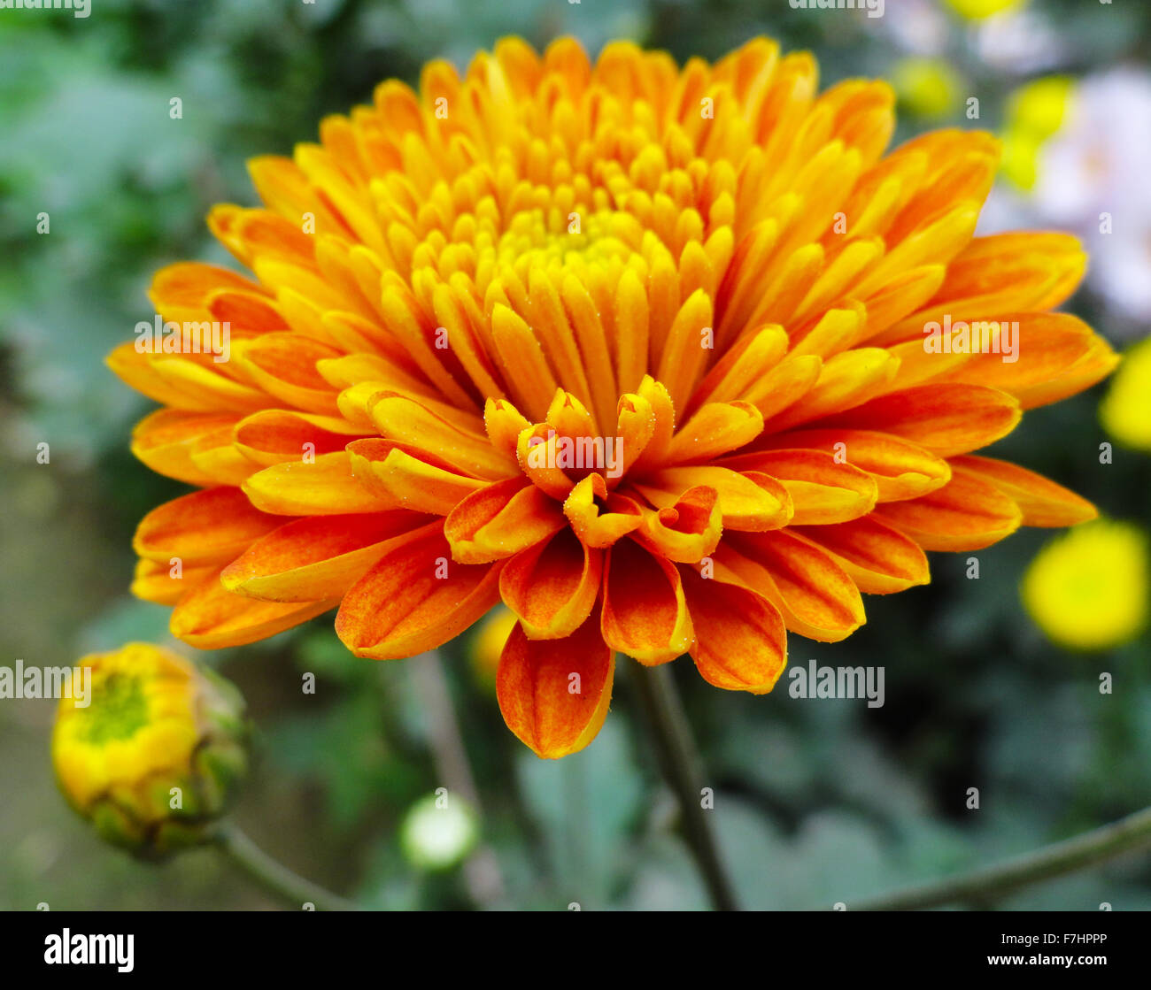 Orange Fresh Flower in the Garden Stock Photo