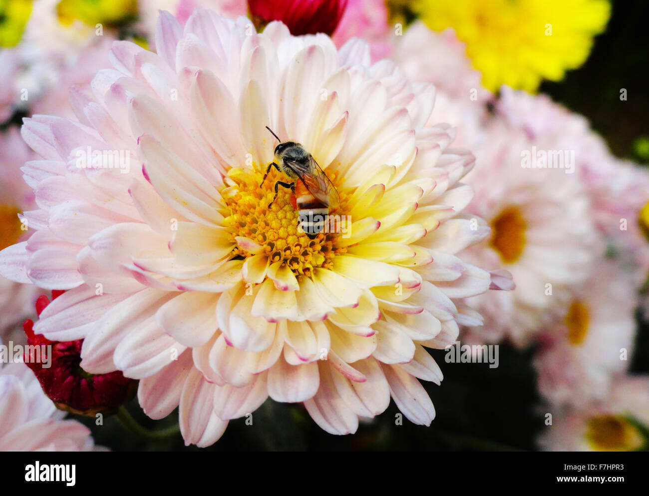 Bee on Pink Daisy Flower Stock Photo