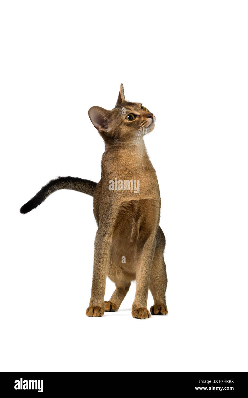 Abyssinian cat half-sitting with a curious snout isolated on white ...