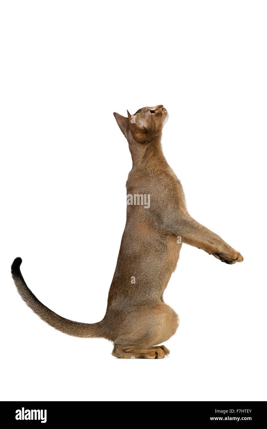 Cat standing on hind legs hires stock photography and images Alamy