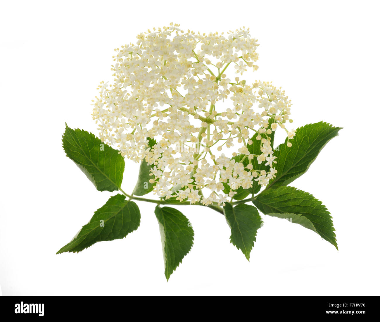 Elderflowers Stock Photos Elderflowers Stock Images Alamy