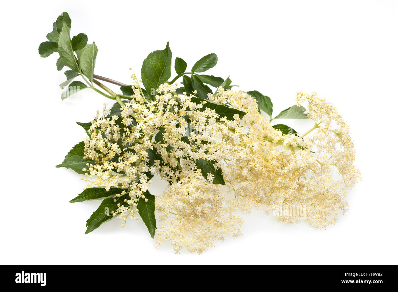 Elderflower hi-res stock photography and images - Alamy