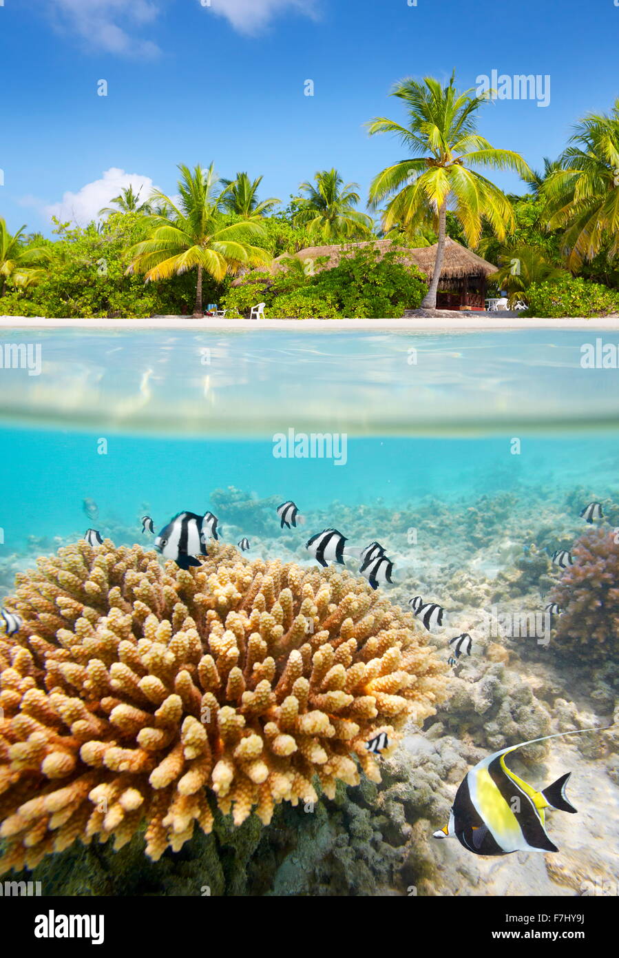 Tropical beach and underwater view with reef and fish, Maldives Island Stock Photo