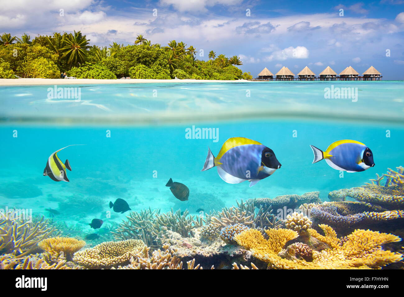 Maldives Island - underwater view with reef and fish Stock Photo