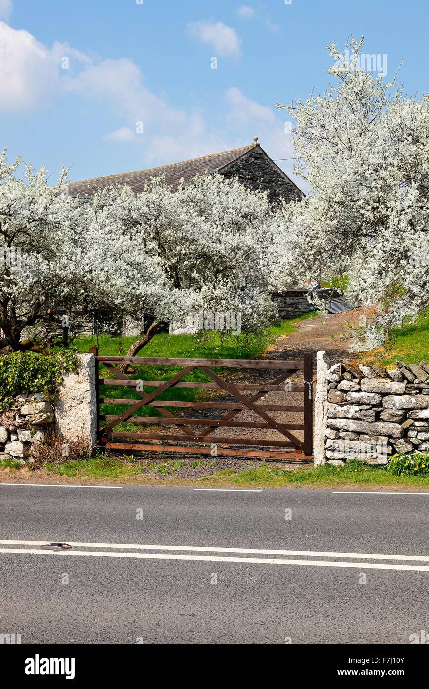 Blossom lyth valley hires stock photography and images Alamy