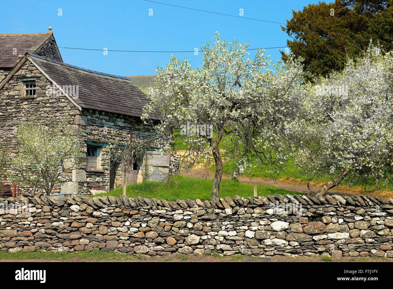 Lyth Valley. Damson tree orchard in blossom. Dawson Fold, The Howe