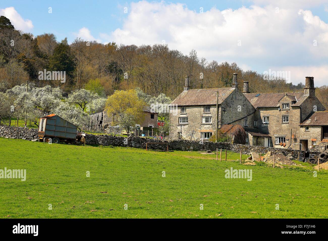 Lyth Valley. Flodder Hall Farm with Damson tree orchard in blossom. The