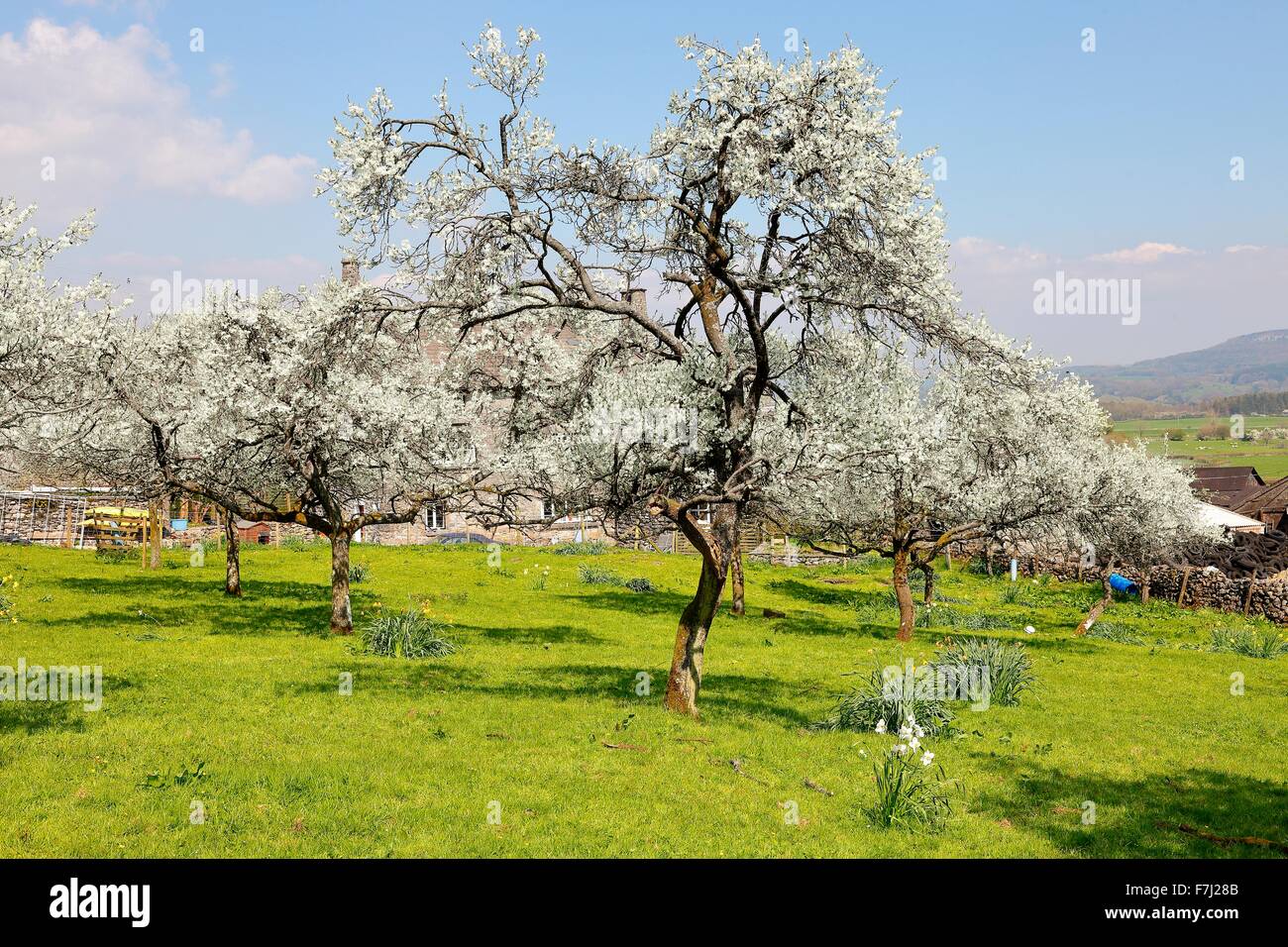 Lyth Valley. Damson tree orchard in blossom. Flodder Hall Farm, The Howe, Lake District National Park, Cumbria, England, UK. Stock Photo