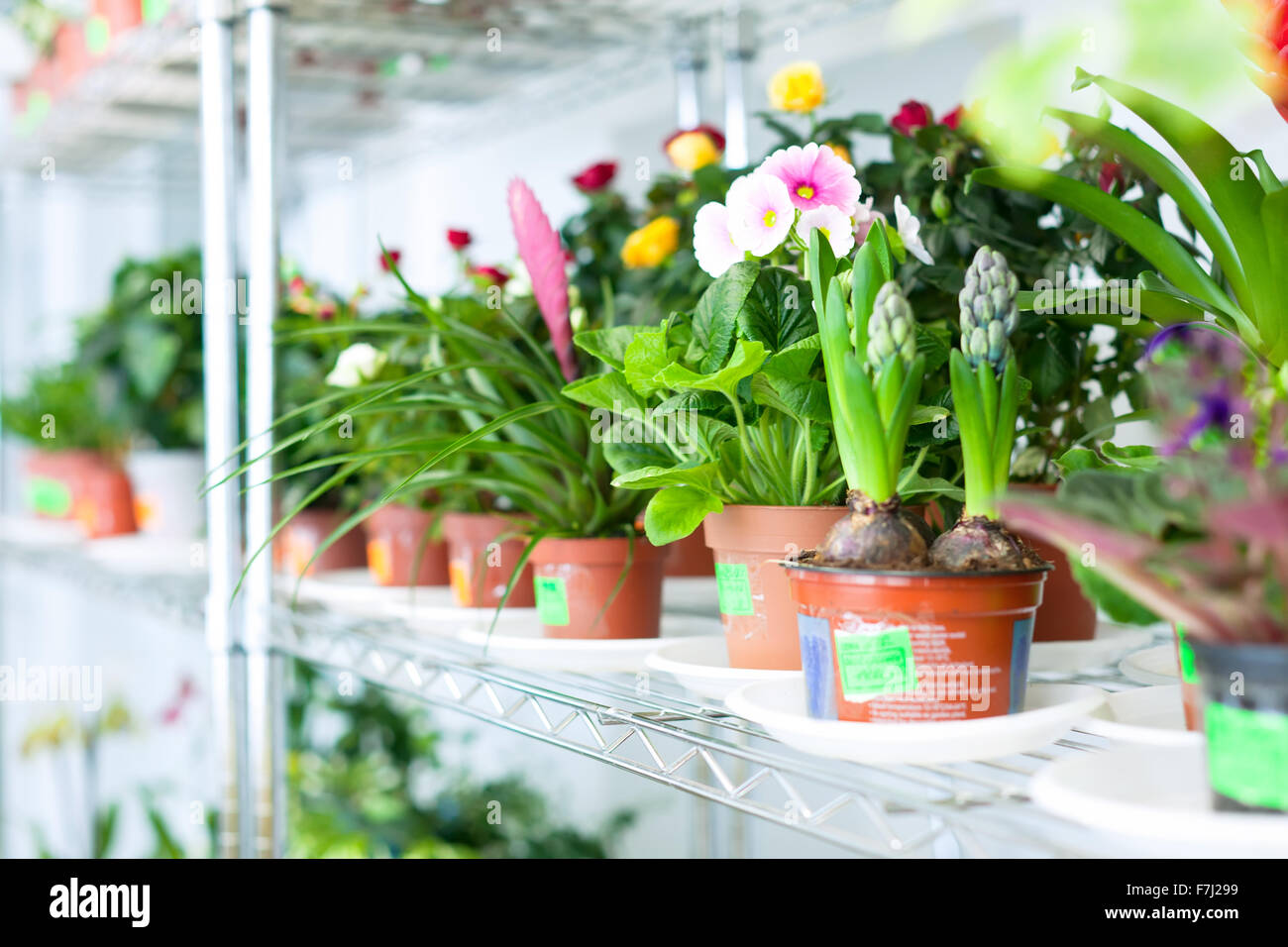 Shelves with different flowers in pots of flowers Stock Photo
