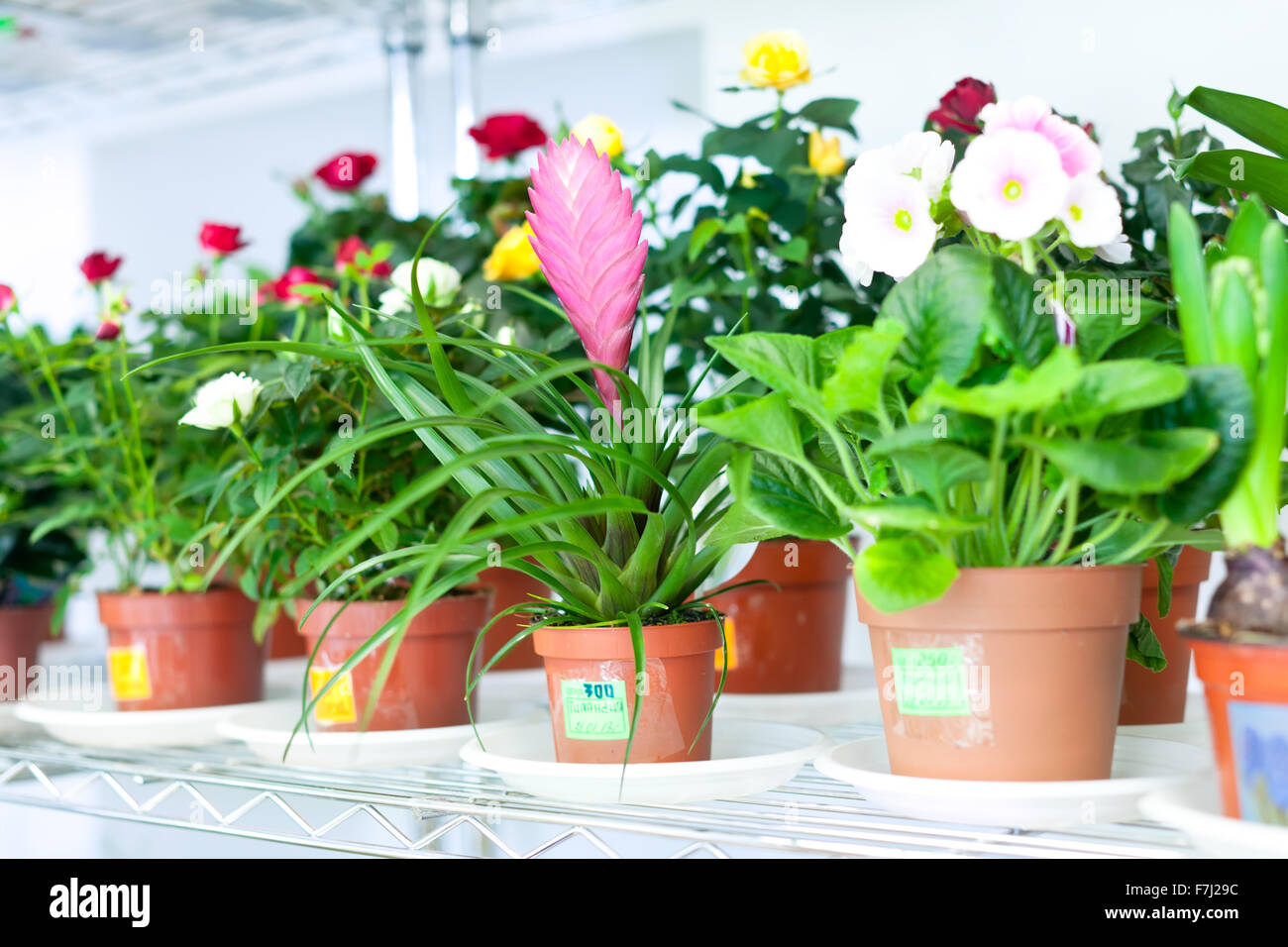 flowers in pots at floral store Stock Photo