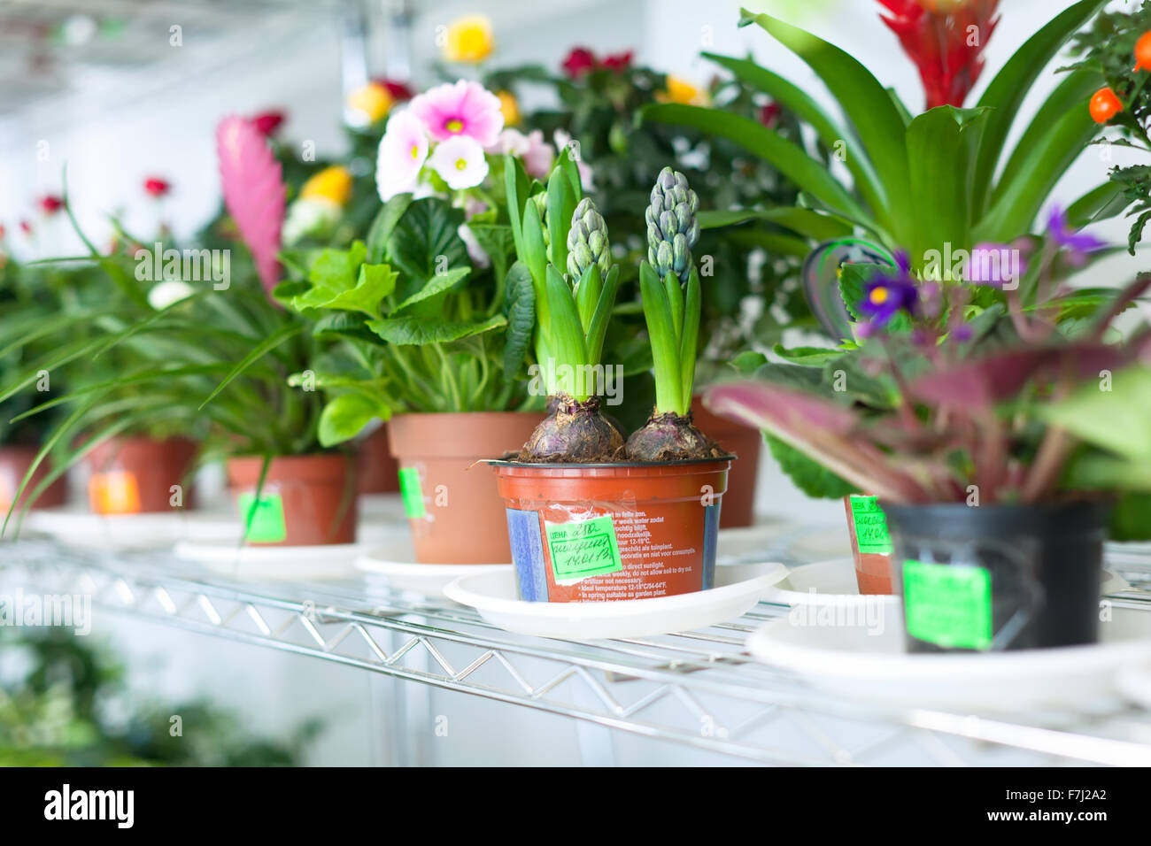 hyacinth  surrounded by different flowers in flower store Stock Photo