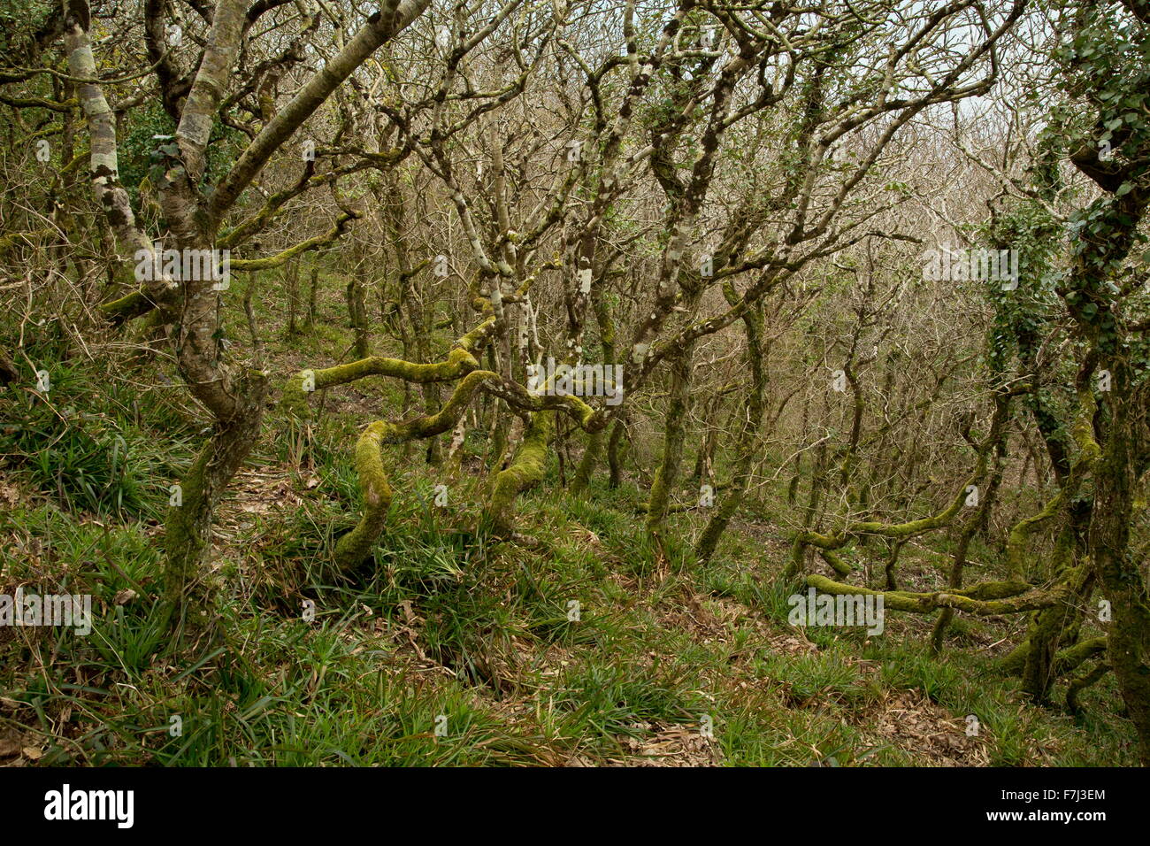 Dwarf mixed oak woodland at Dizzard, in the Boscastle to Widemouth SSSI, north Cornish Coast Stock Photo