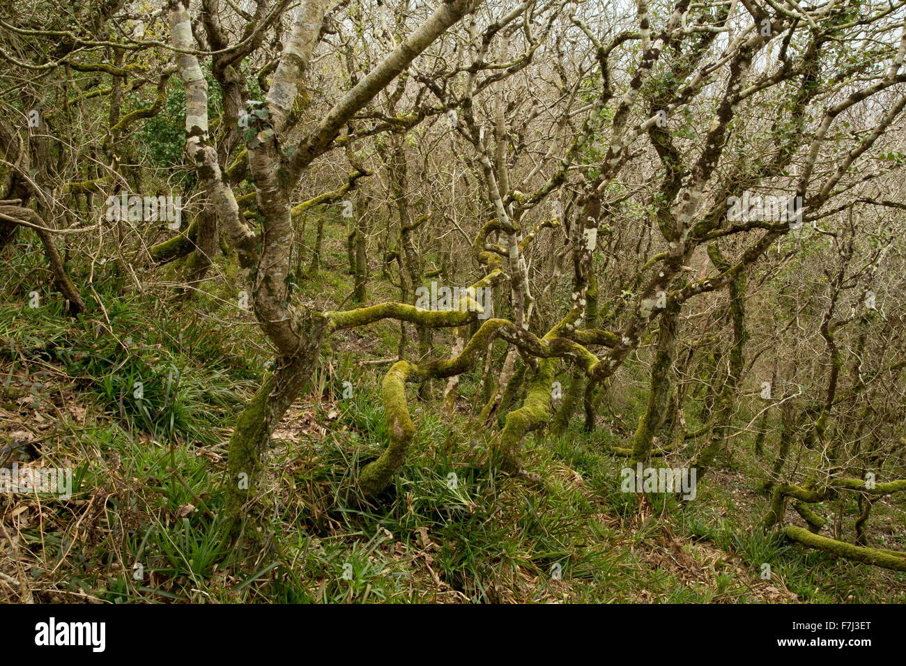 Dwarf mixed oak woodland at Dizzard, in the Boscastle to Widemouth SSSI, north Cornish Coast Stock Photo