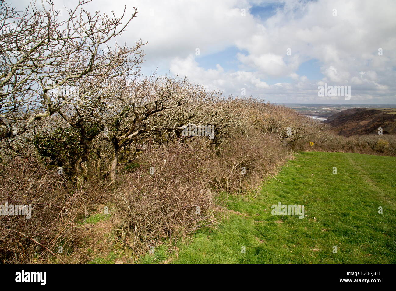 Edge of the dwarf oak woodland at Dizzard, in the Boscastle to Widemouth SSSI, north Cornish Coast Stock Photo