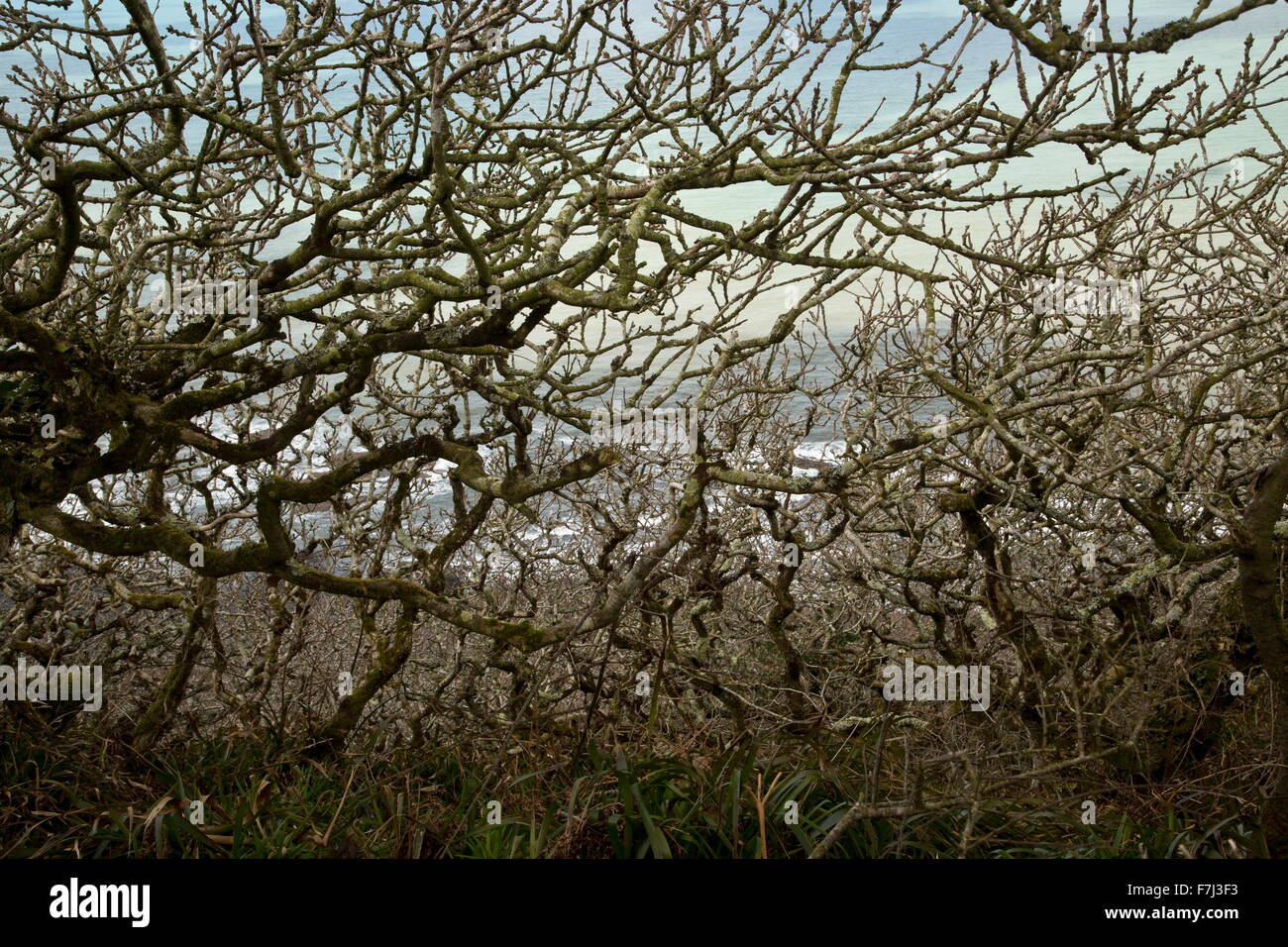 Dwarf mixed oak woodland at Dizzard, in the Boscastle to Widemouth SSSI, north Cornish Coast Stock Photo