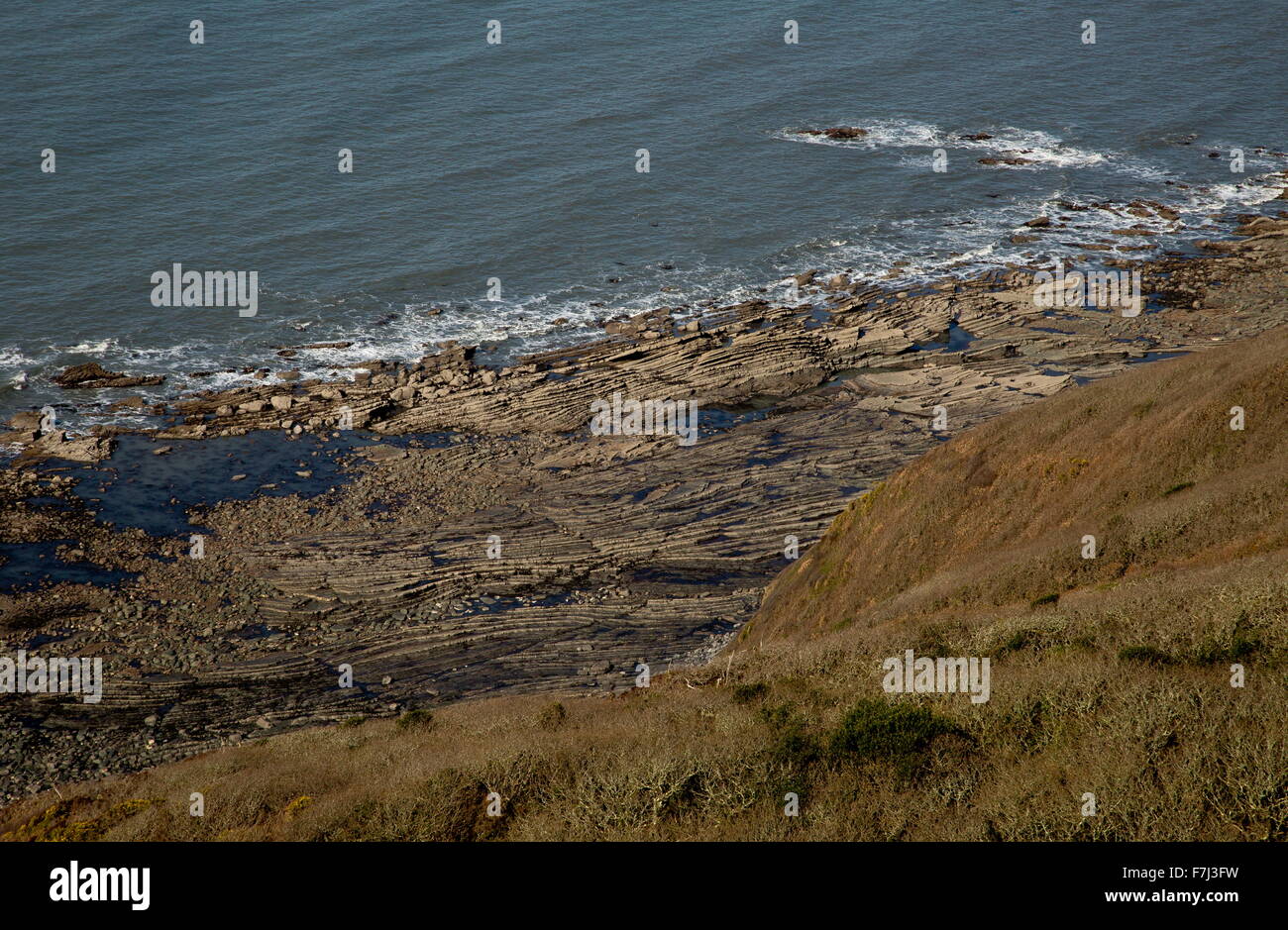 Intensely folded carboniferous rocks on the seashore at Dizzard, in the Boscastle to Widemouth SSSI, north Cornish Coast. Stock Photo