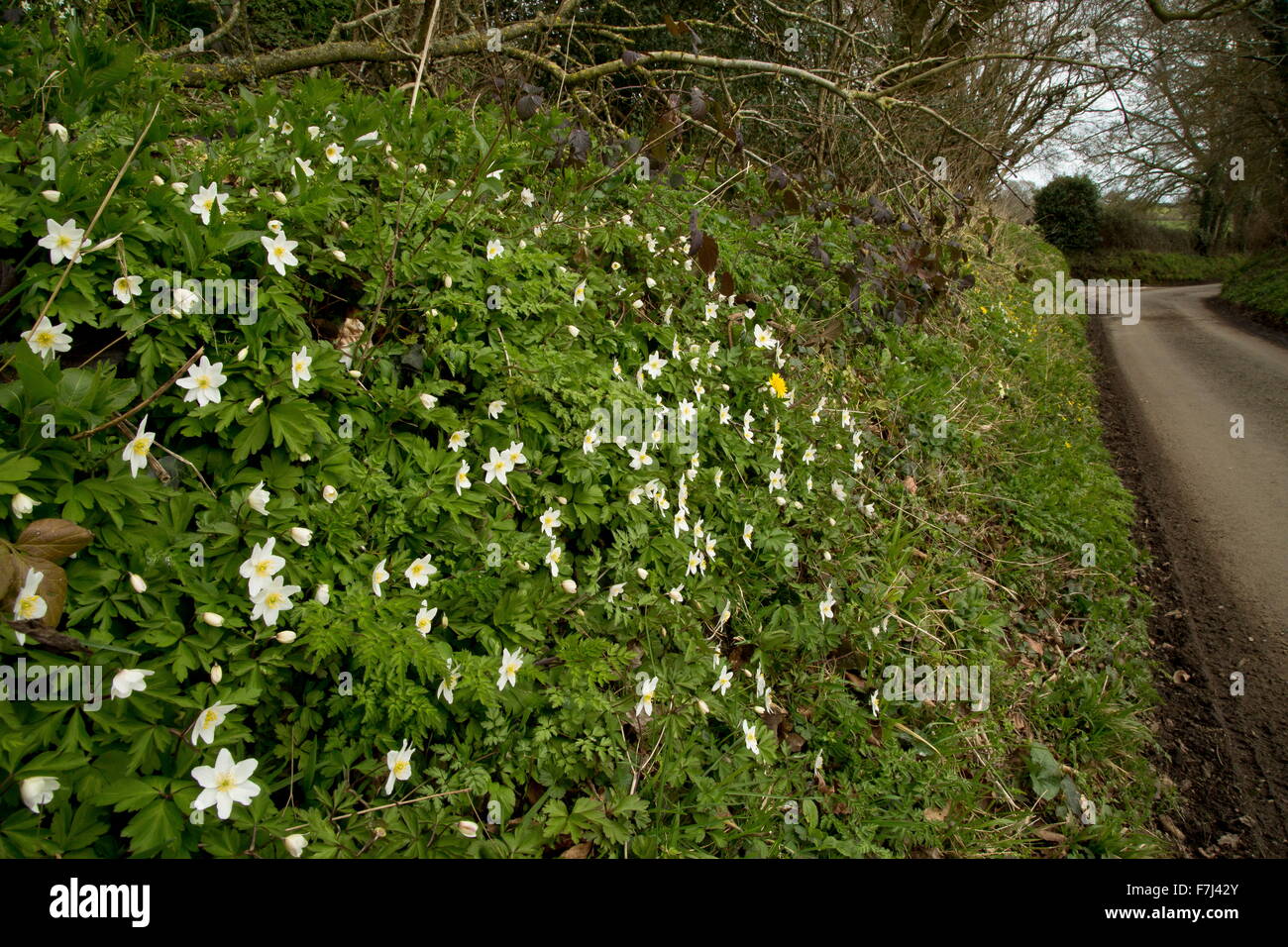 Dorset roadside verge in early spring with wood anemones and other  wildflowers, near Silton, Dorset. Stock Photo