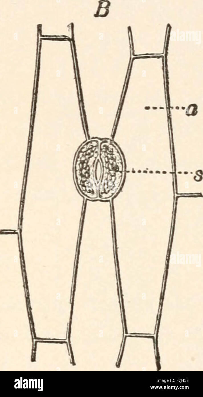 Elements of plant anatomy Stock Photo Alamy