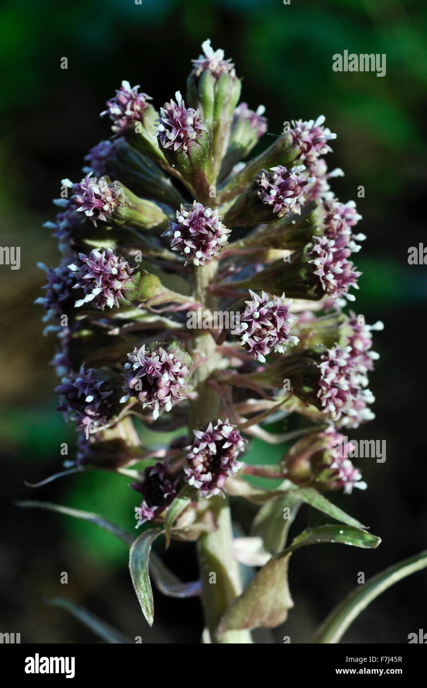 Close up Butterbur (petasites hybridus) in flower in spring. Stock Photo